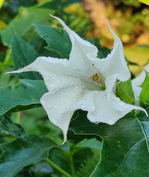 Datura flower.JPG